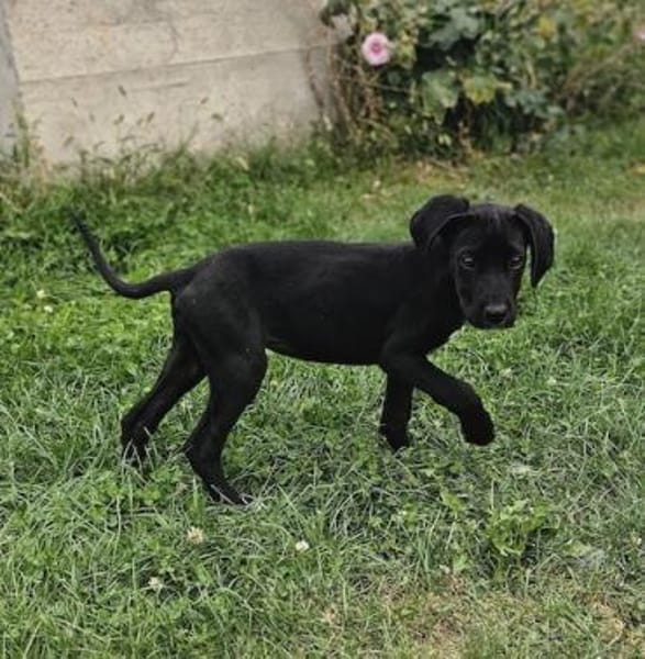 Mica - Welpenmädchen auf PS in NRW