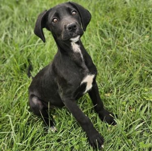 Mica - Welpenmädchen auf PS in NRW