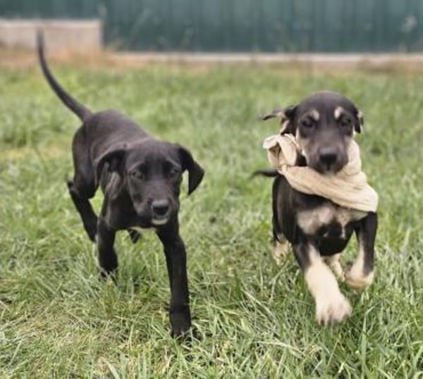 Mica - Welpenmädchen auf PS in NRW