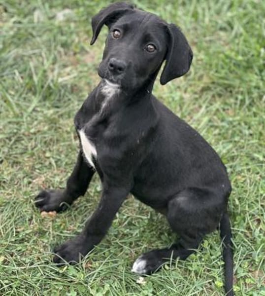 Mica - Welpenmädchen auf PS in NRW