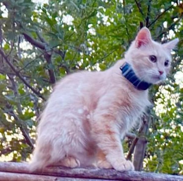 Menschenbezogene Katze Lily