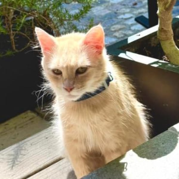 Menschenbezogene Katze Lily