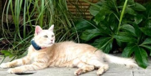 Menschenbezogene Katze Lily