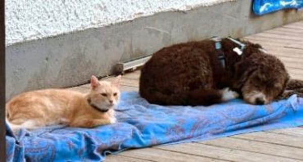 Menschenbezogene Katze Lily