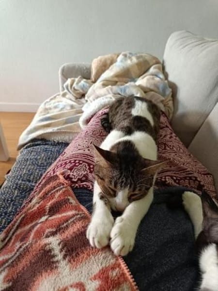 Sanfte, liebe Katze Mica