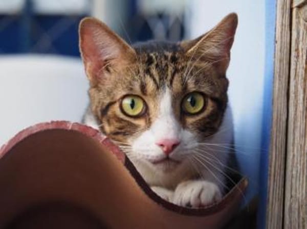 Sanfte, liebe Katze Mica