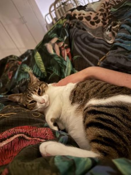 Sanfte, liebe Katze Mica