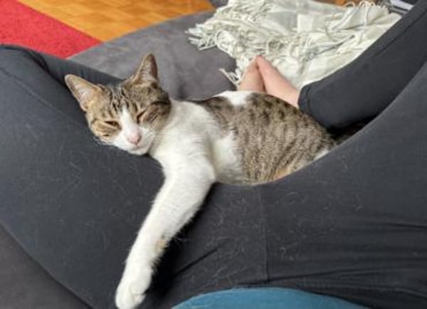 Sanfte, liebe Katze Mica