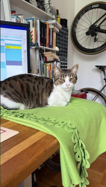 Sanfte, liebe Katze Mica