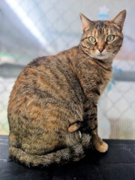 Menschenbezogene Katze Lizzie