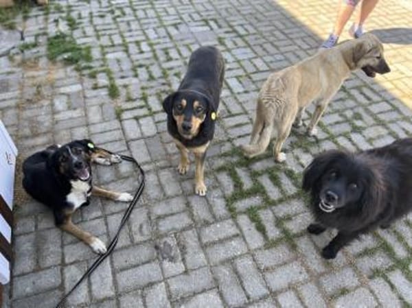 Elian  besonderer Rüde auf PS