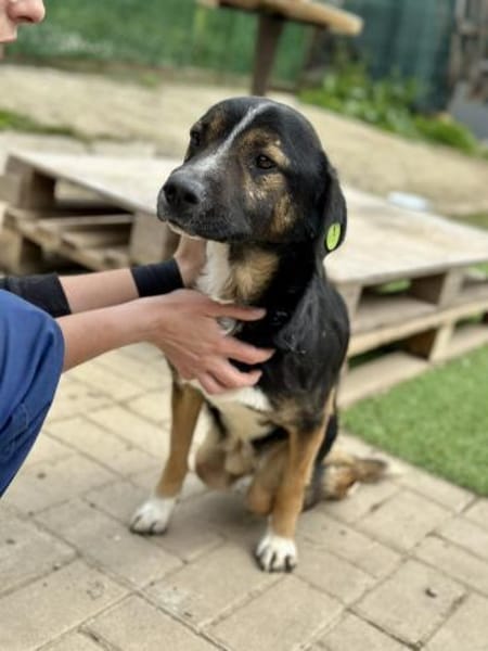 Elian  besonderer Rüde auf PS