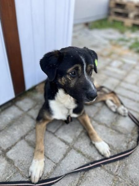 Elian  besonderer Rüde auf PS