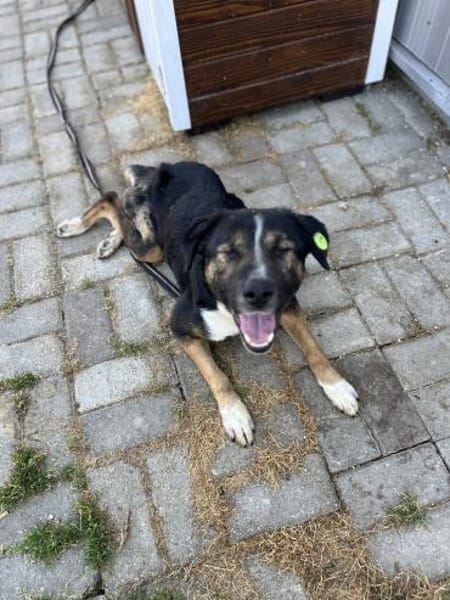 Elian  besonderer Rüde auf PS