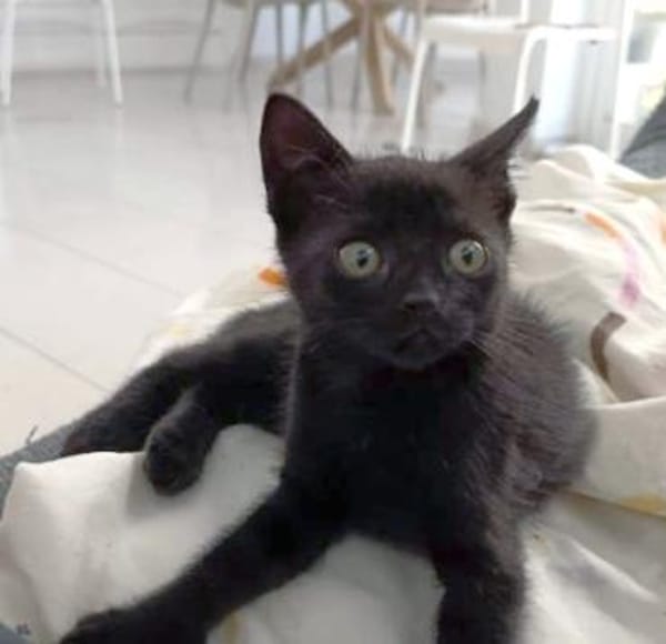 Sanftes Katzenmädchen Lis