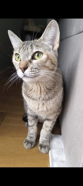 Zutrauliche Katze Alona