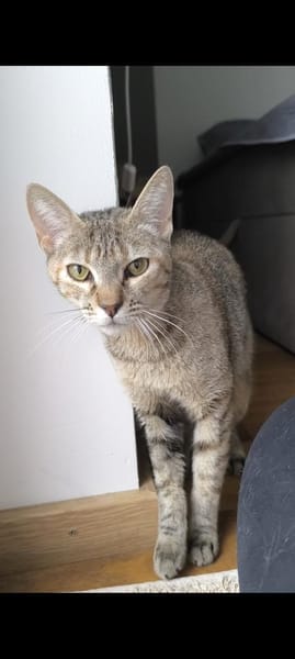 Zutrauliche Katze Alona