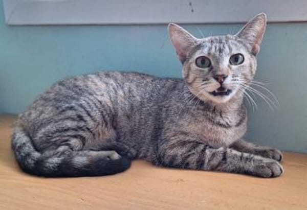 Zutrauliche Katze Alona