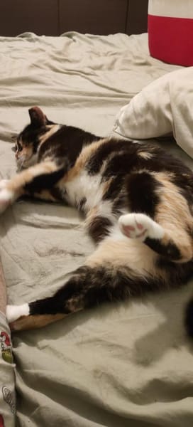 Zarte, hübsche Katzendame Lia