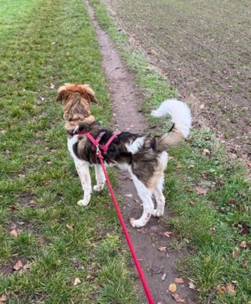 Antonio, jetzt Nuno, wartet in FFM