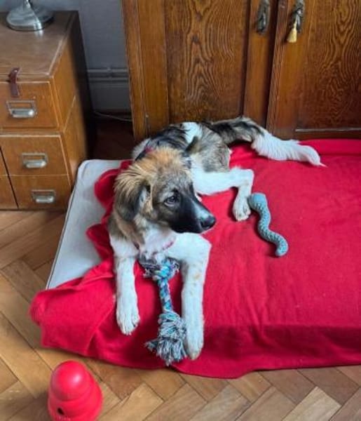 Antonio, jetzt Nuno, wartet in FFM