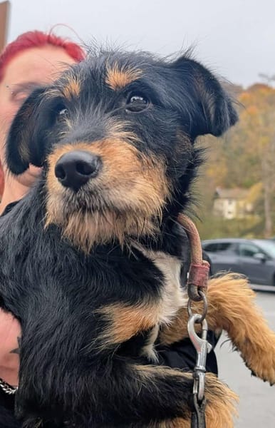 Deine neue Gefährtin