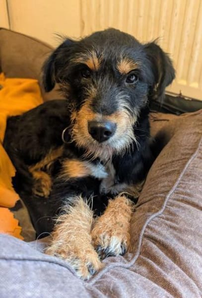 Deine neue Gefährtin