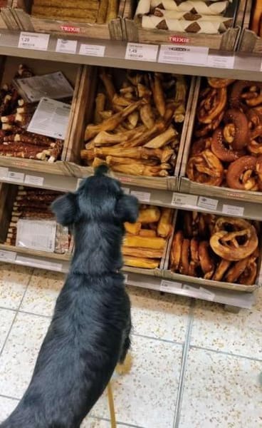 Deine neue Gefährtin