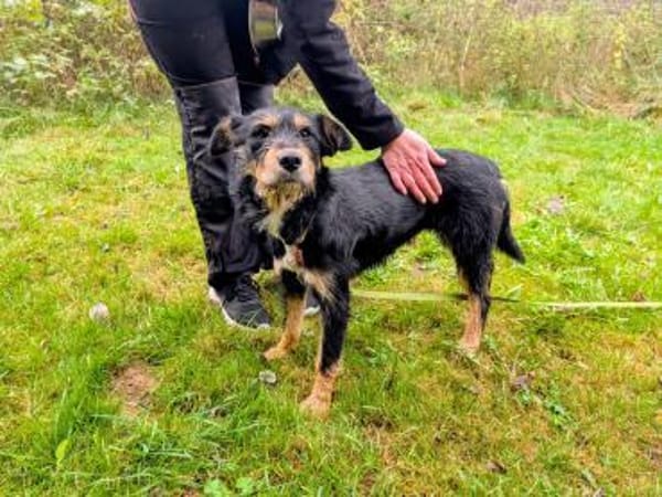 Deine neue Gefährtin