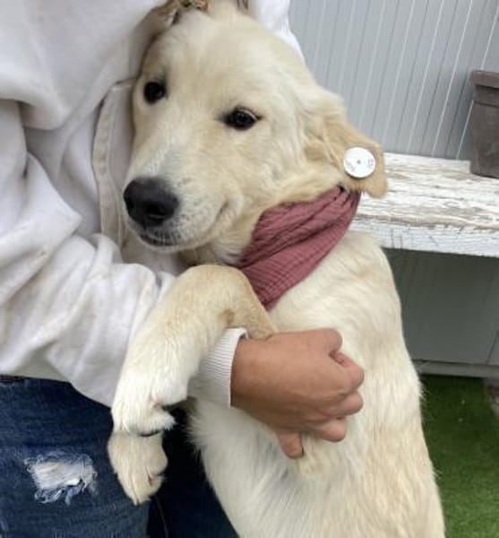 Mila - Liebe Junghündin auf PS