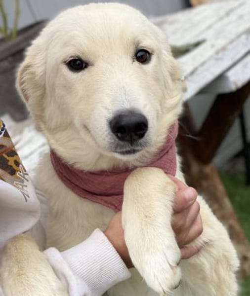 Mila - Liebe Junghündin auf PS