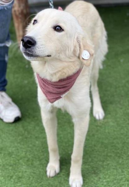 Mila - Liebe Junghündin auf PS