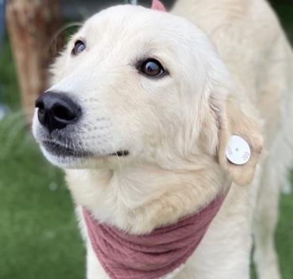 Mila - Liebe Junghündin auf PS