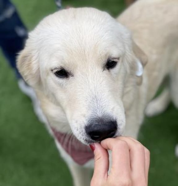 Mila - Liebe Junghündin auf PS