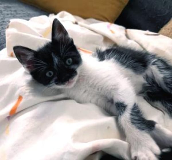 Junger, lieber Kater Leo