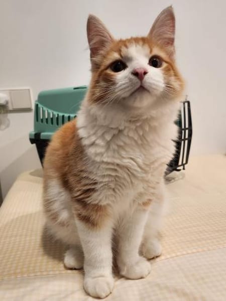 Junge Kater Clarence, Golden und Teddy