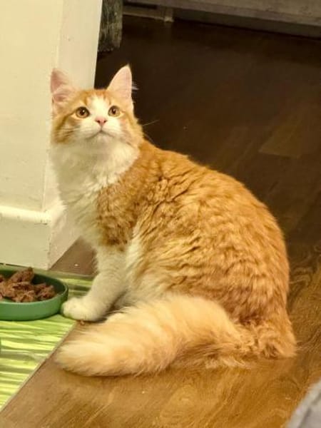 Junge Kater Clarence, Golden und Teddy