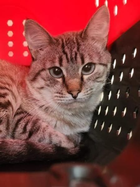 Gutmütiger Kater Bizcocho