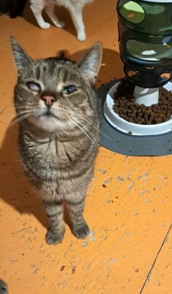 FOXY & ROXY - suchen neue Heimat.....