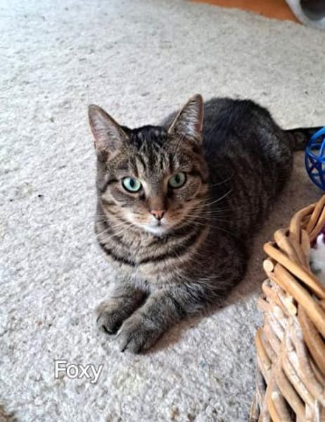 FOXY & ROXY - suchen neue Heimat.....