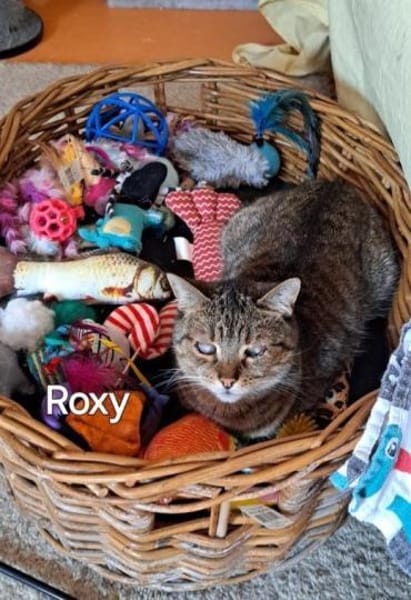 FOXY & ROXY - suchen neue Heimat.....