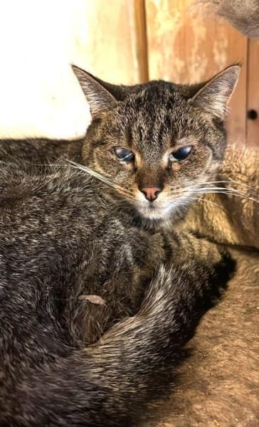 FOXY & ROXY - suchen neue Heimat.....