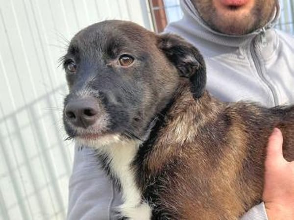 ROSETTA - so eine süße kleine Maus