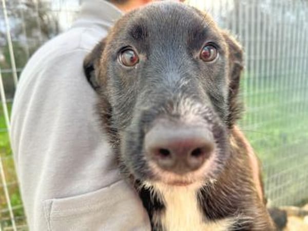 ROSETTA - so eine süße kleine Maus