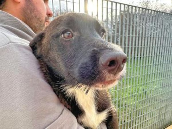 ROSETTA - so eine süße kleine Maus