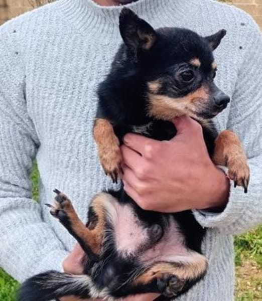 Freundlicher  Jack      Gnadenadoption!