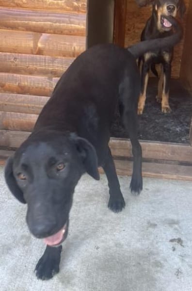 Tierschutz fröhliche Rosie sucht ihr Zuh