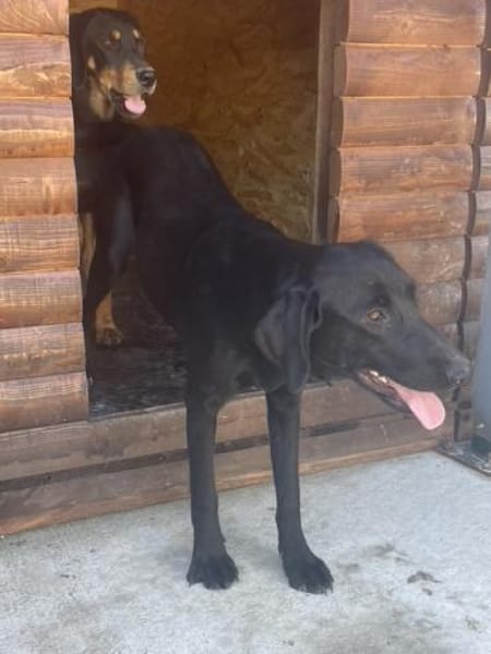 Tierschutz fröhliche Rosie sucht ihr Zuh