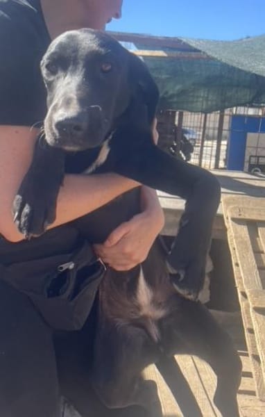 Tierschutz fröhliche Rosie sucht ihr Zuh