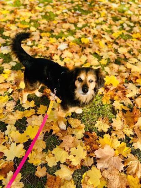 Rocky sucht sein Für-immer-Zuhause